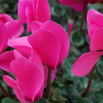 cyclamen-194431