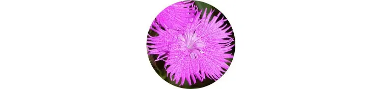 purple-dianthus
