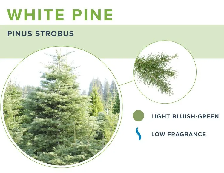types-of-christmas-trees-white-pine