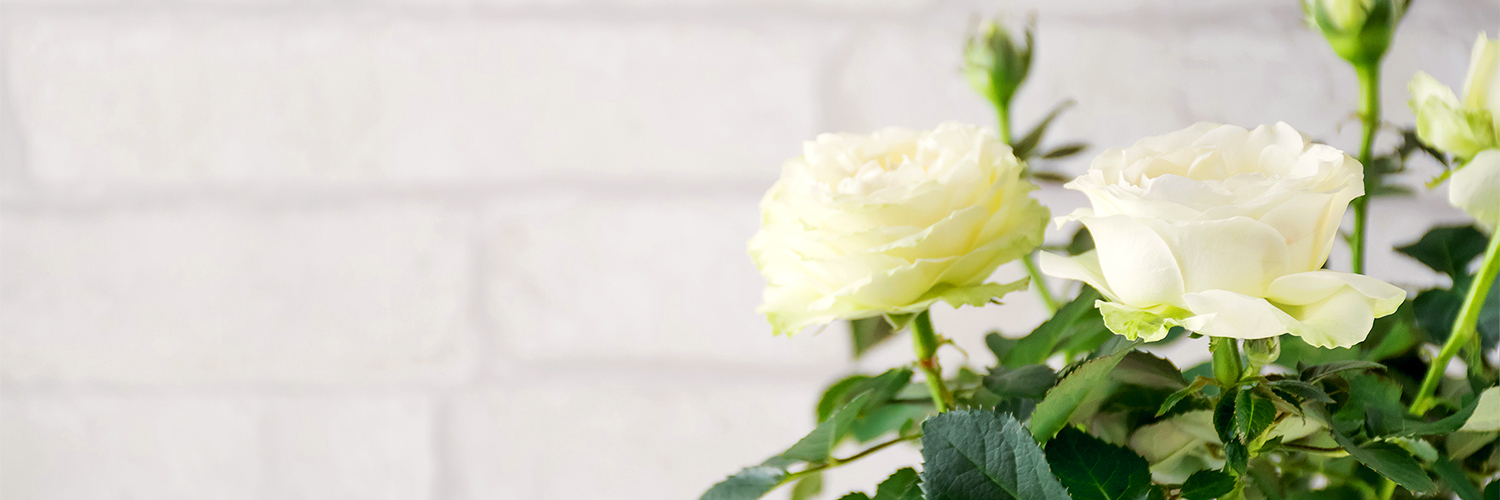 Types of Roses and Rose Care