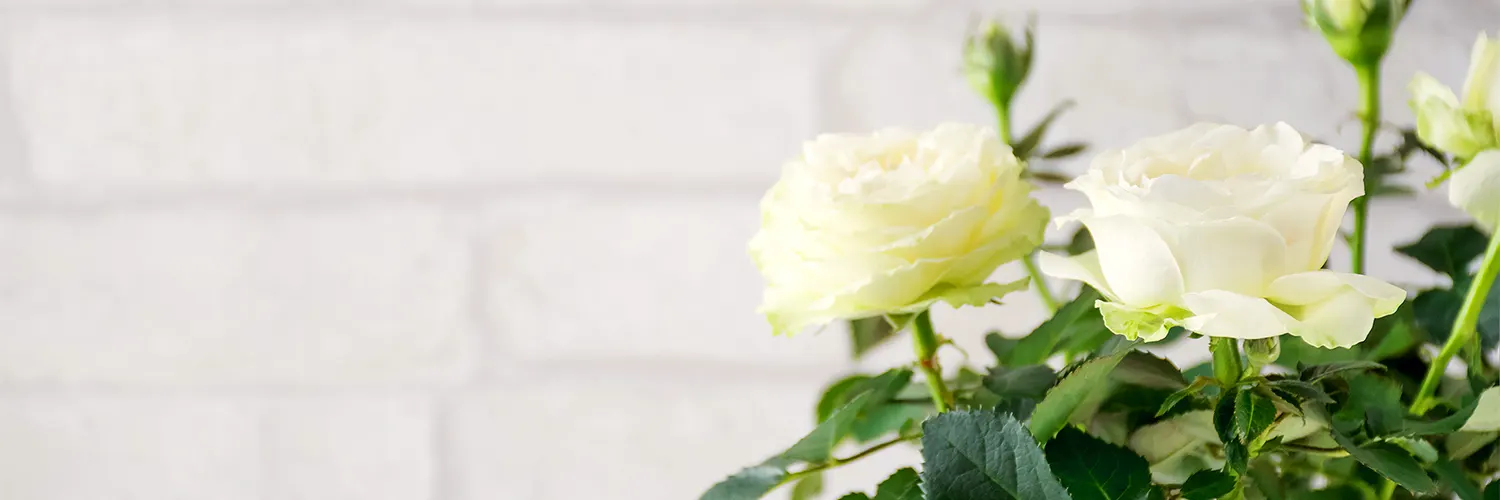 Rose Care Guide: Growing Tips and Info