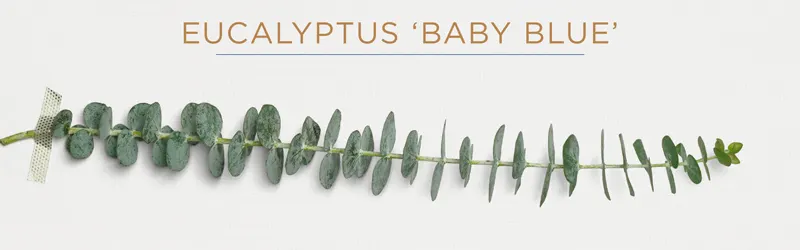 eucalyptus-baby-blue