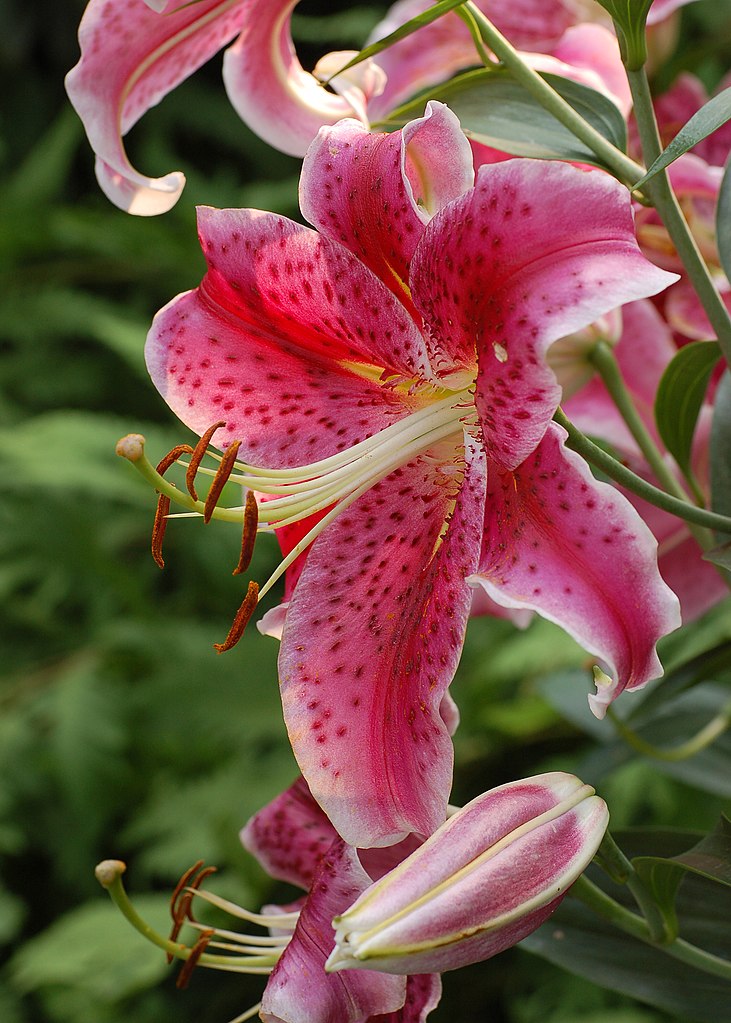 White stargazer lily