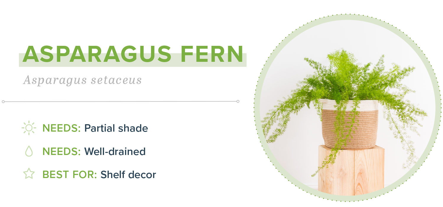 small indoor plants asparagus fern