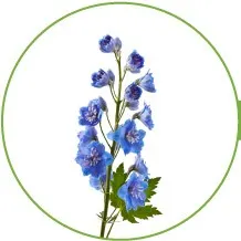 09-DELPH-longest-lasting-flowers