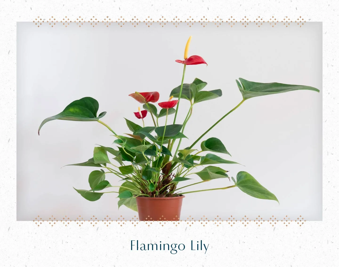 flamingo-lily
