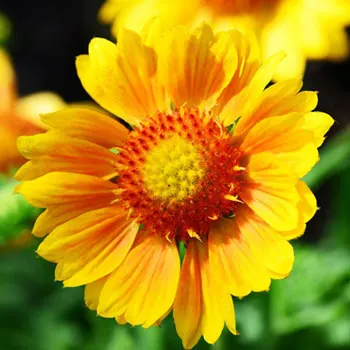 gaillardia-370546