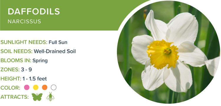 perennials for sun