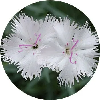white-dianthus