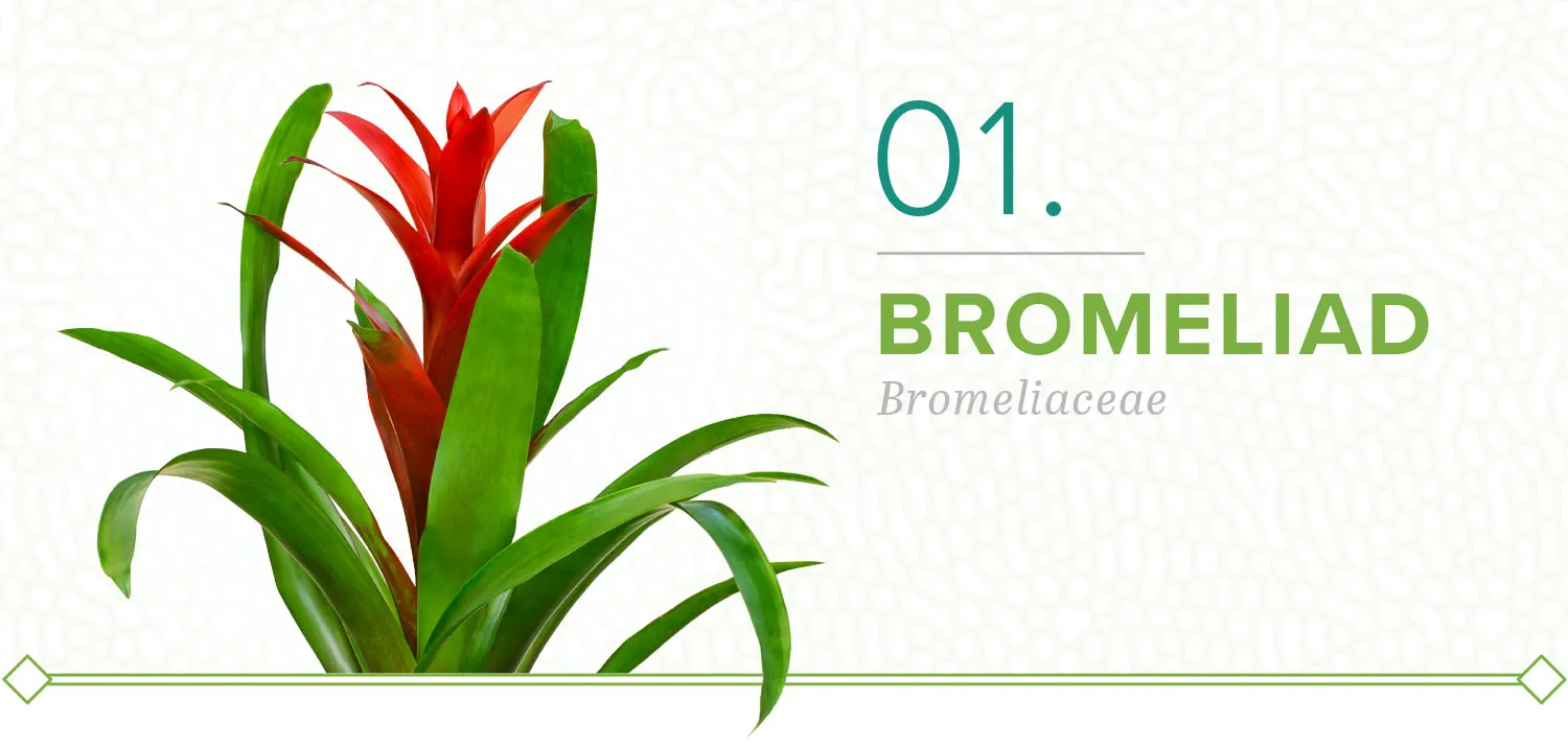 plants-that-dont-need-sun-01-bromeliad