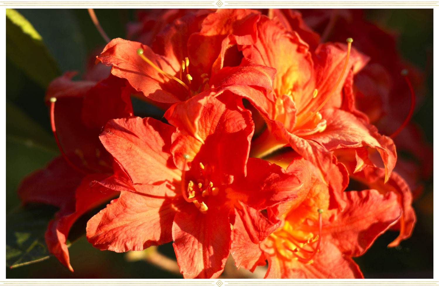 image of a orange or fireball hardy azalea flower