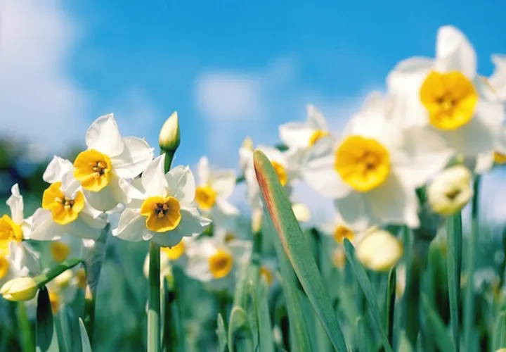 Daffodil Meaning and Symbolism