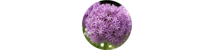 purple-allium