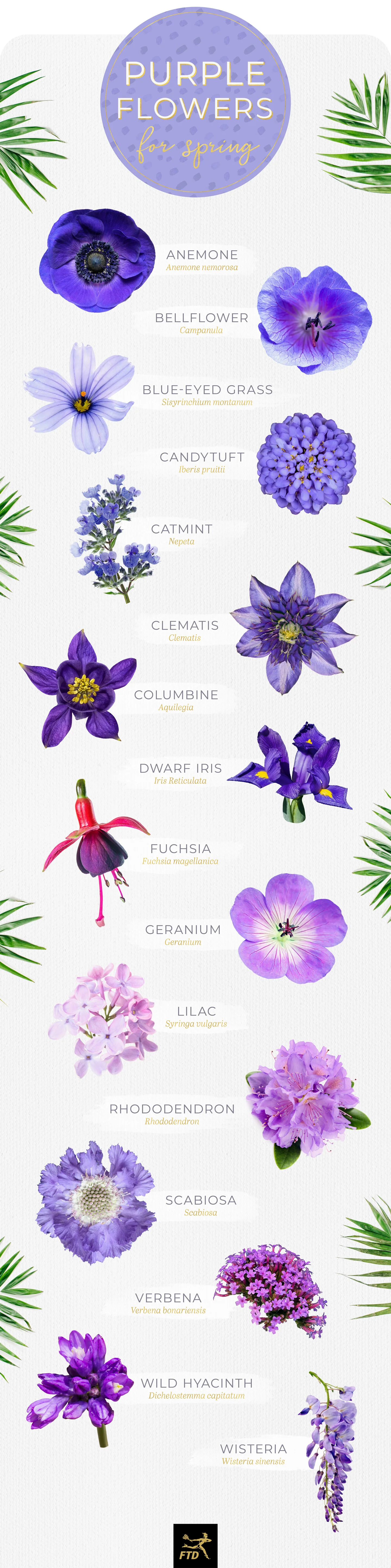 50 Types of Purple Flowers