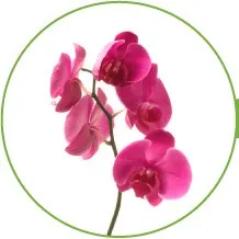 05-ORCHIDS-longest-lasting-flowers