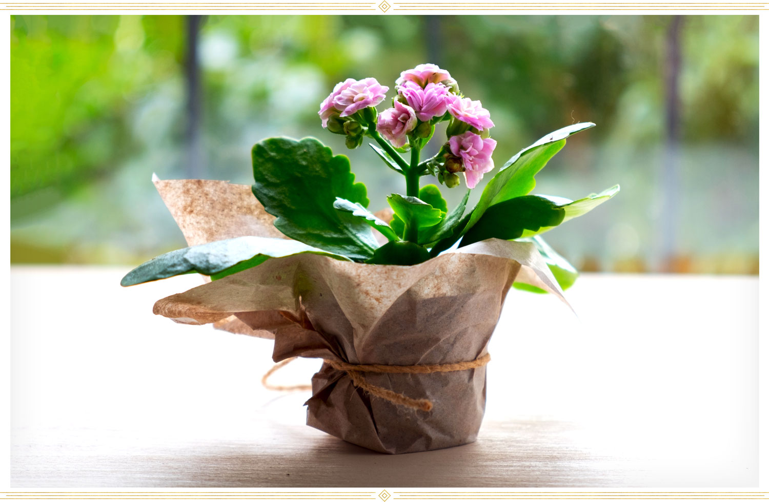 an image of an azalea flower potted an set on a window sill