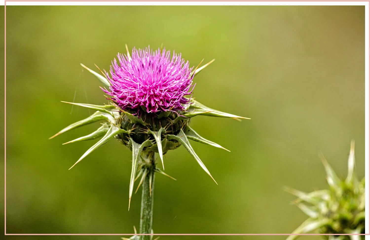 flowering-weeds-and-unexpected-beauty-36-spear-thistle