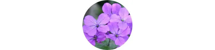 purple-lunaria-annua