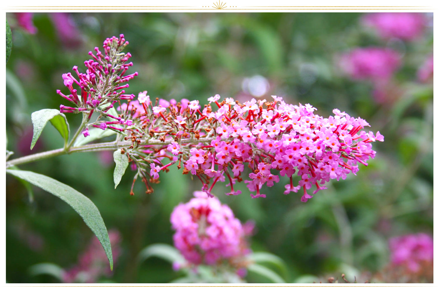 What is this pink and white flower that I found in my backyard? - Quora