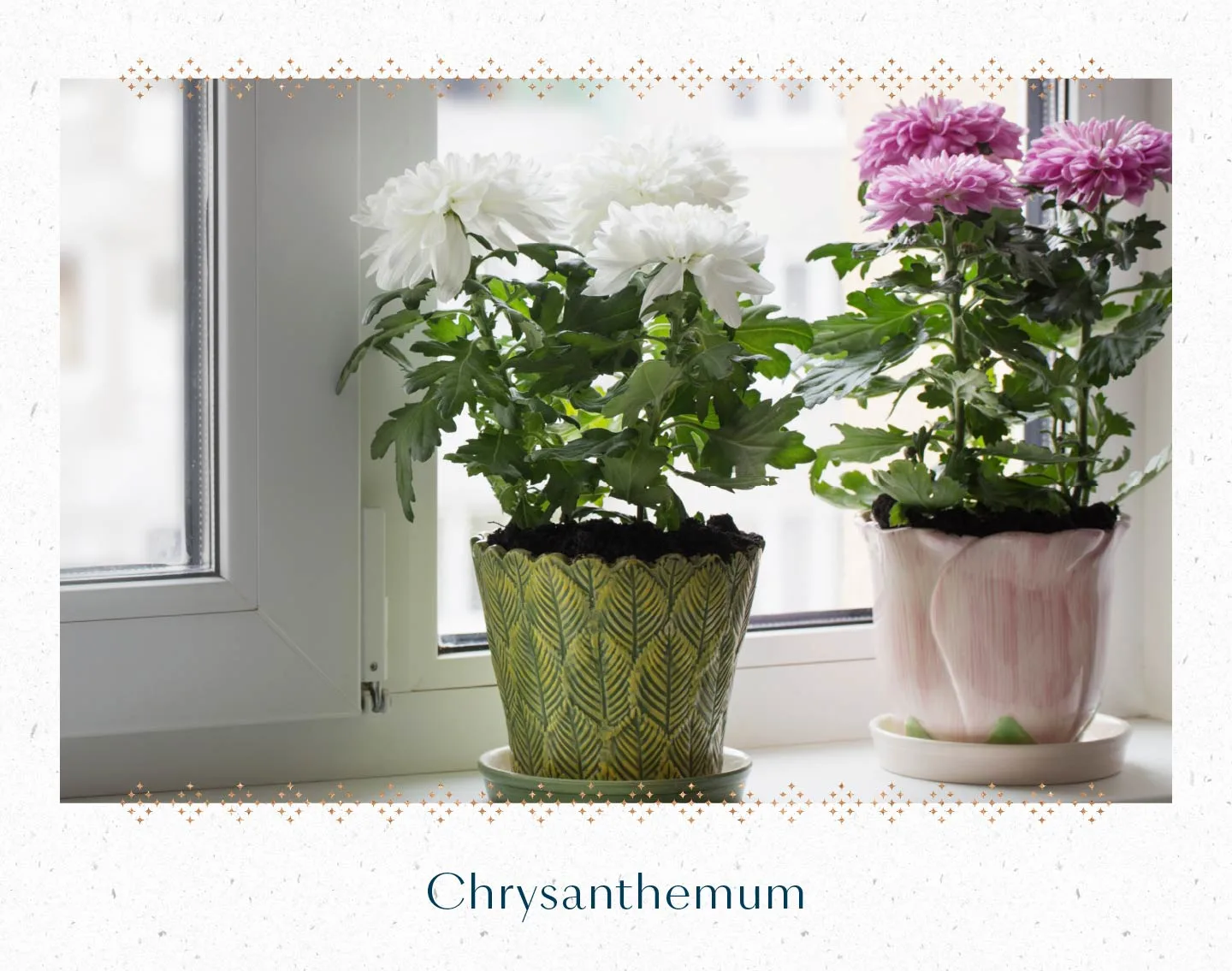 chrysanthemum