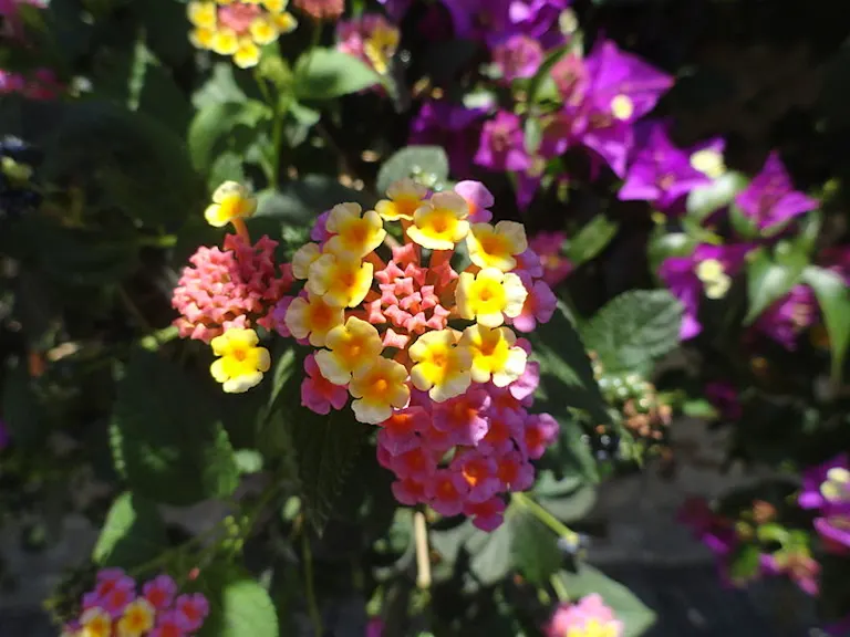 How Flowers Get Their Color ProFlowers Blog