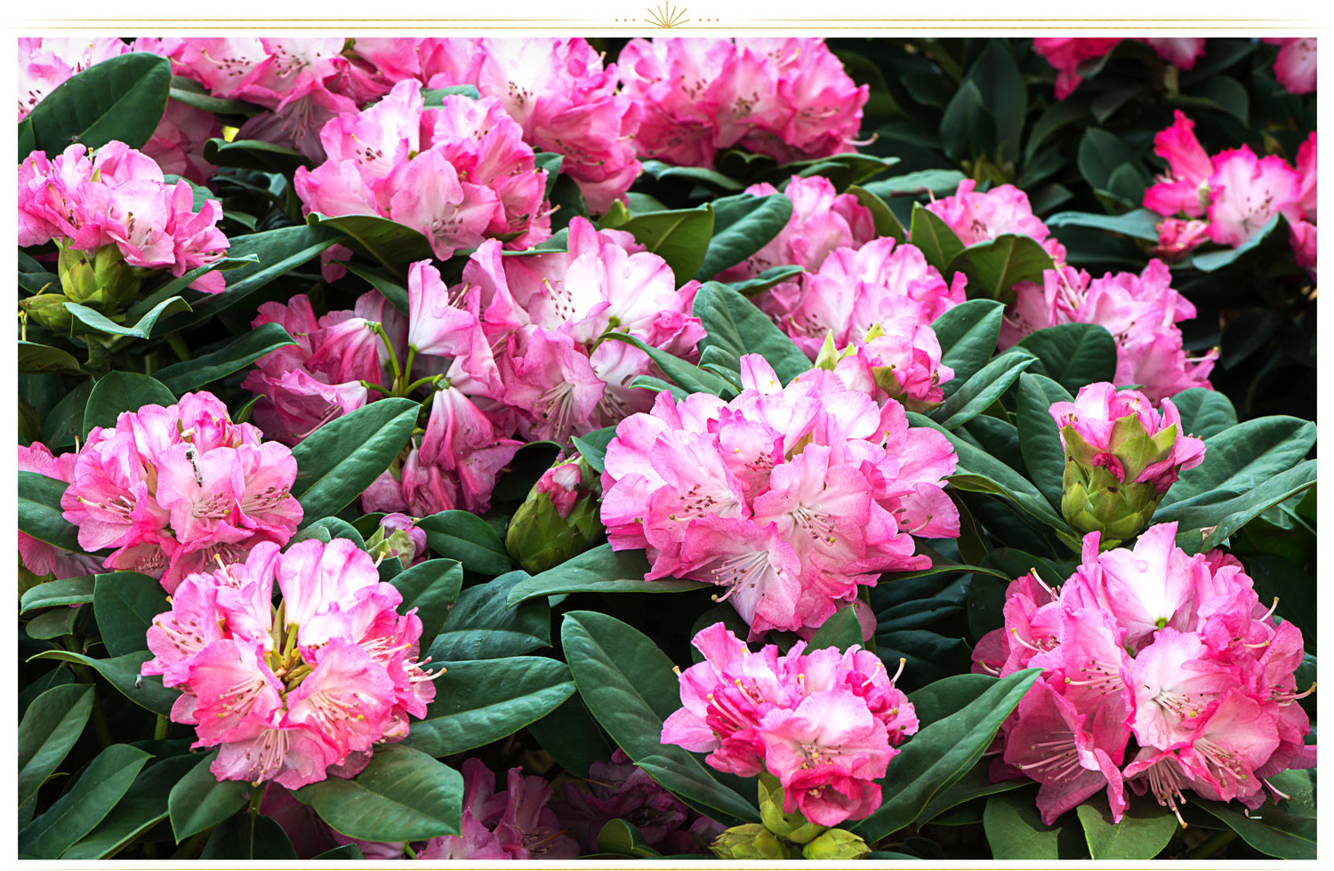 purple and pink spring flowers