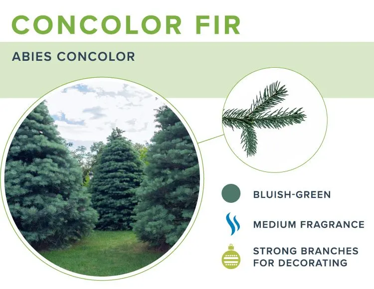 types-of-christmas-trees-concolor-fir