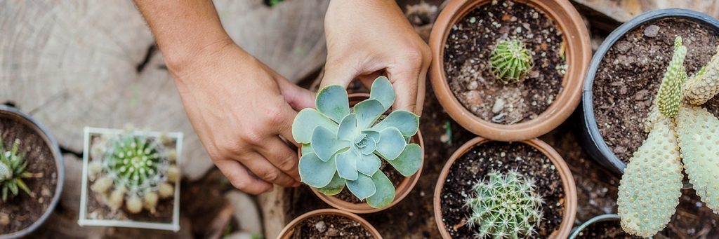 Succulent Care Guide + Tips for Happy Plants | FTD