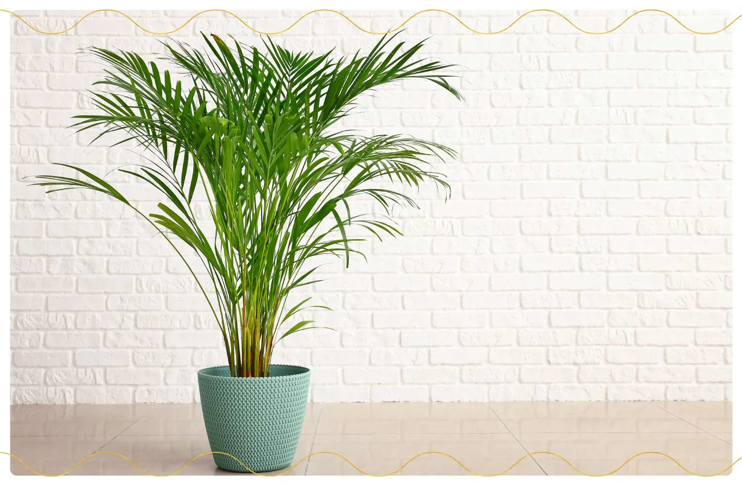 The 23 Best Air-Purifying Plants for Your Home