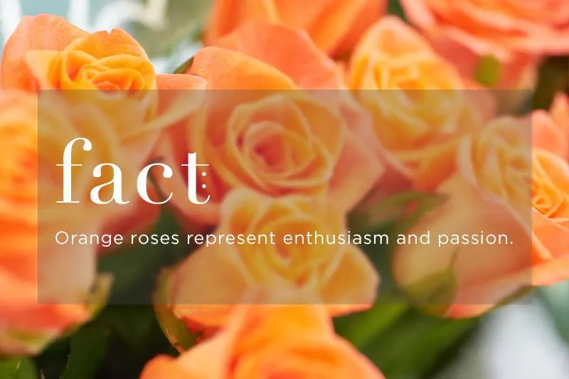 orange-rose-meaning