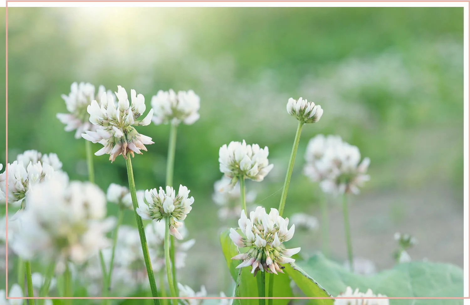 flowering-weeds-and-unexpected-beauty-31-white-clover