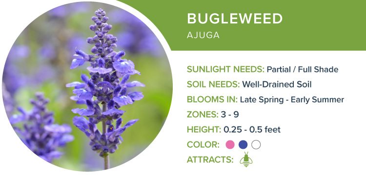 best perennial flowers for shade