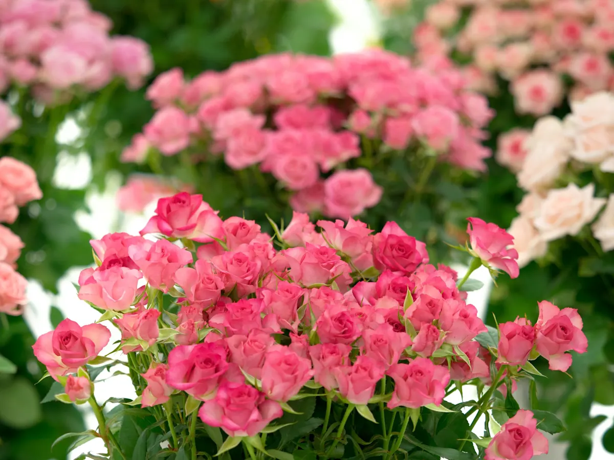 What Is the Difference Between Spray Roses and Roses? ProFlowers Blog