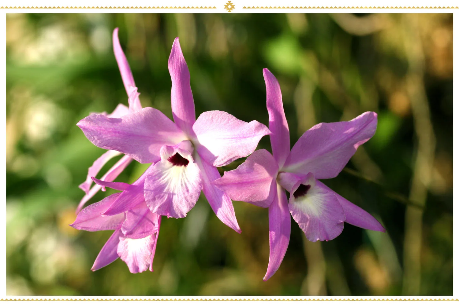 mexican-flowers-laelia-orchid