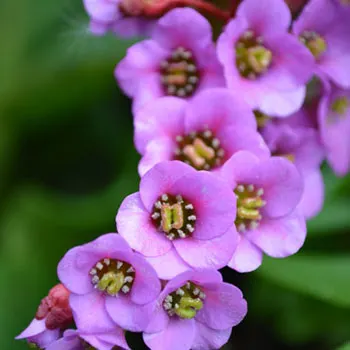 bergenia-407884