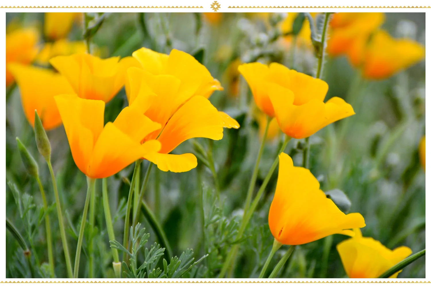 mexican-flowers-mexican-poppy