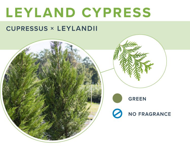 types of christmas trees leyland cypress