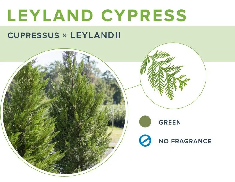 types-of-christmas-trees-leyland-cypress