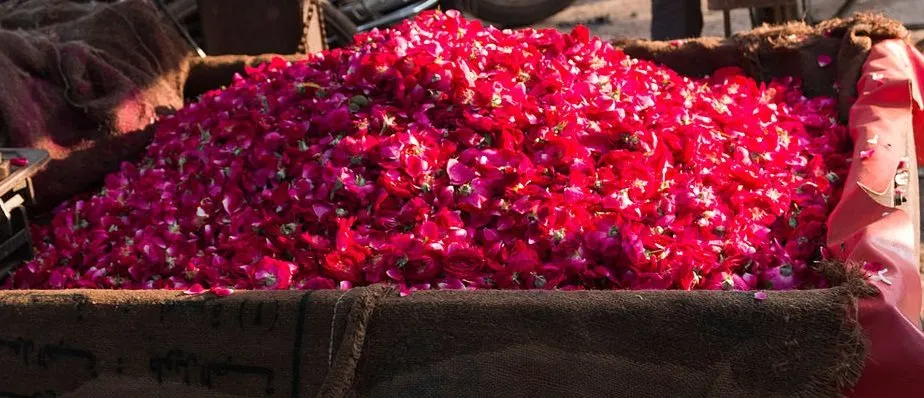 rose-petals-bundi-market