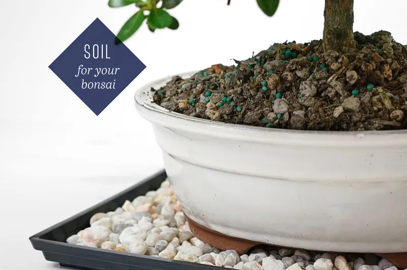 soil-for-bonsai