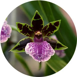 Orchid Care Guide: Care Instructions for 23 Popular Orchids