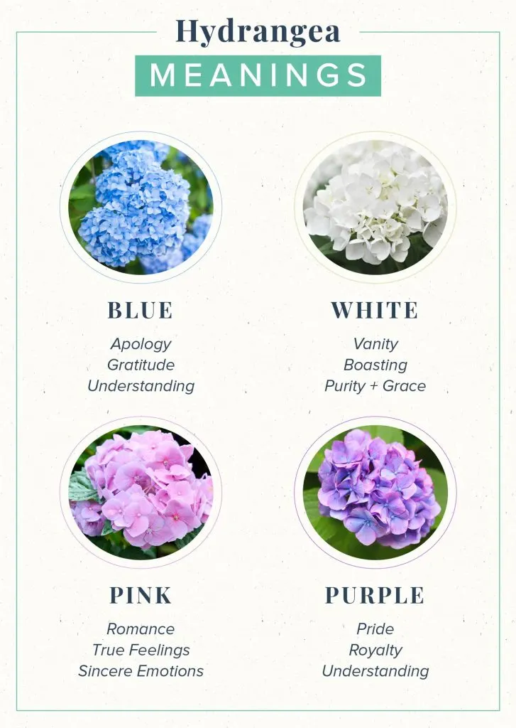 quick-guide-hydrangea-meanings