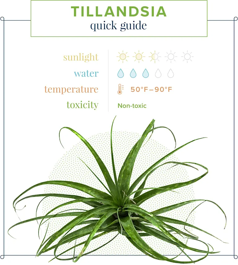 Air Plant Care Guide Growing Information + Tips ProFlowers Blog