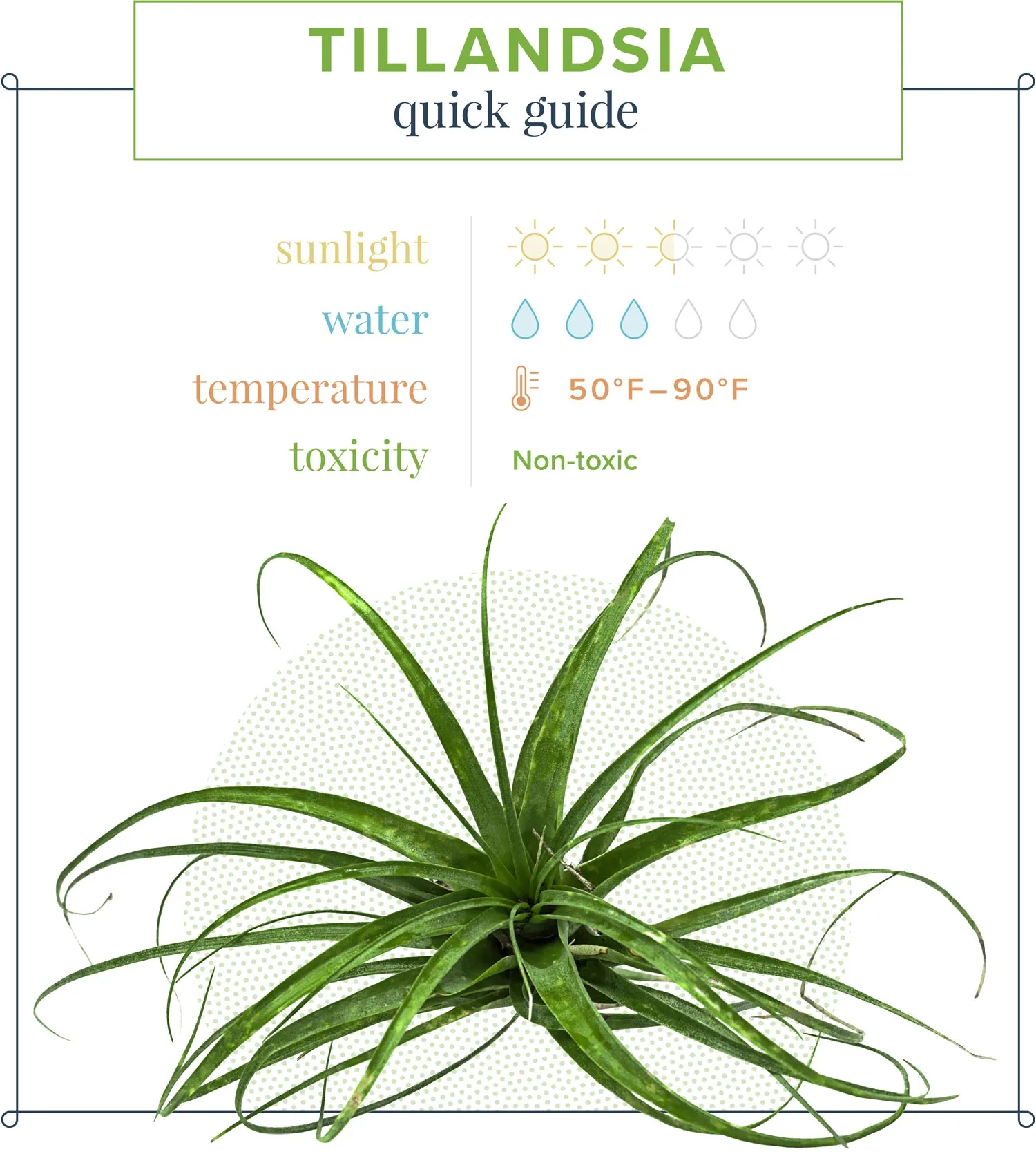 air-plant-care-quick-guide-1