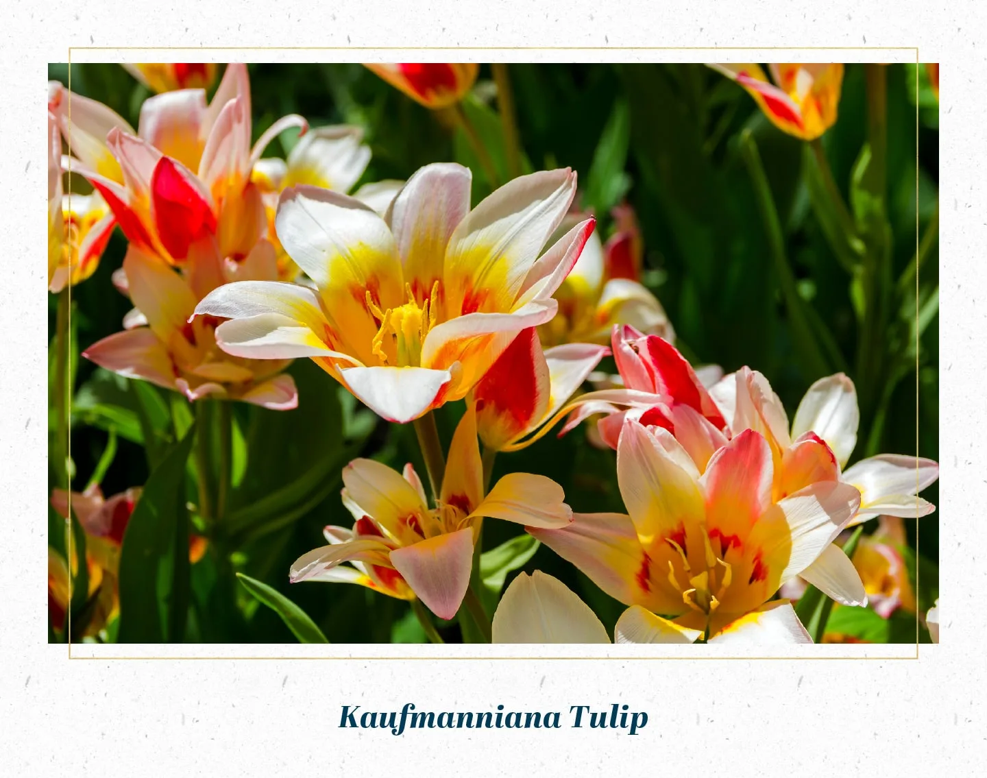 kaufmanniana-tulip-min