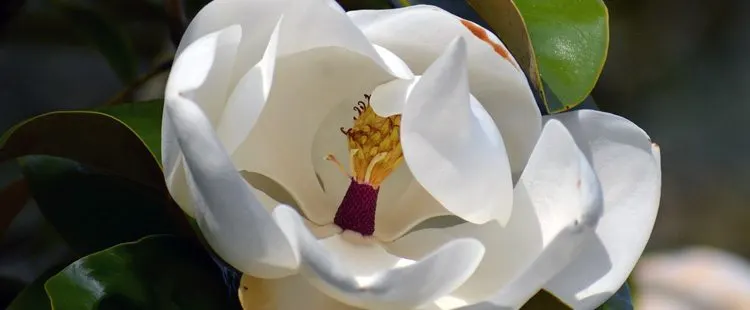 Mississippi State Flower - The Magnolia