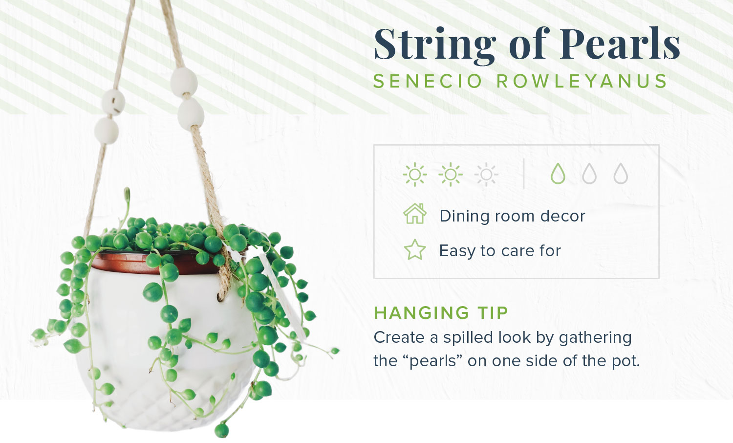 string of pearls indoor hanging plants