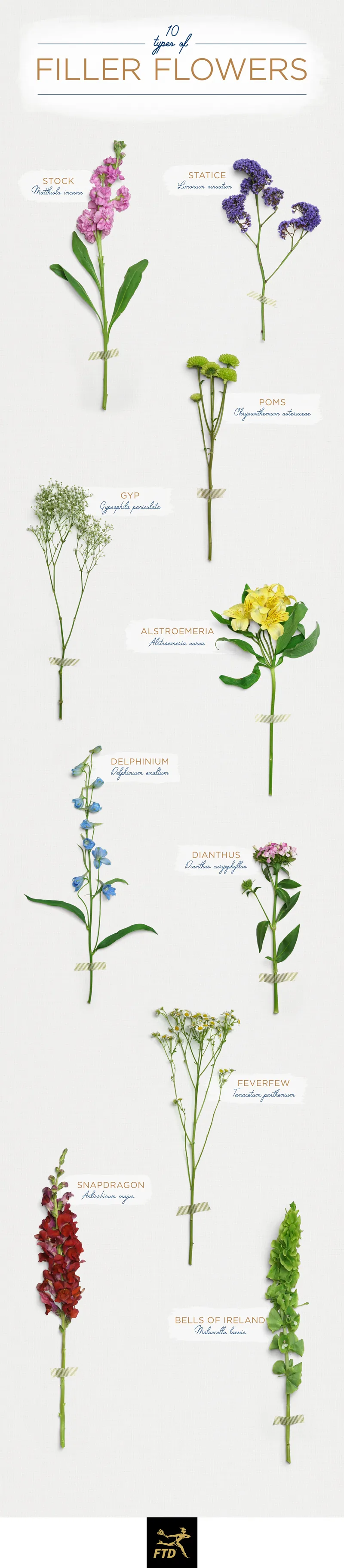 types-of-filler-flowers