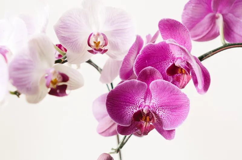 How to Rebloom Orchids