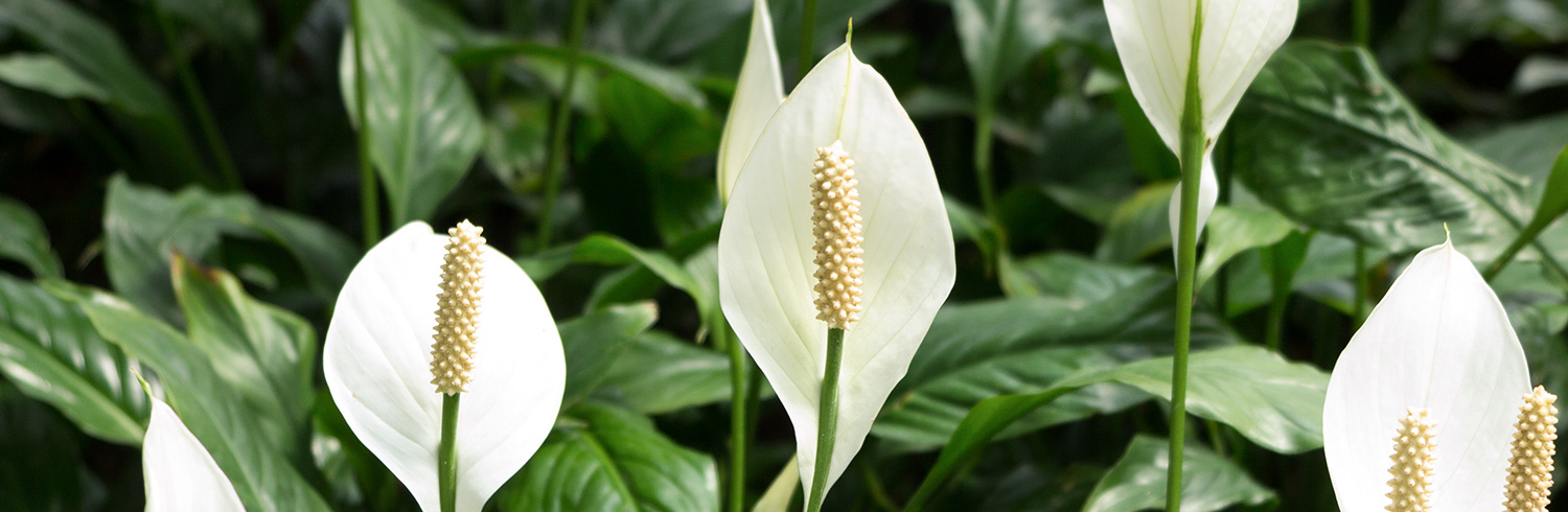 peach lily flower